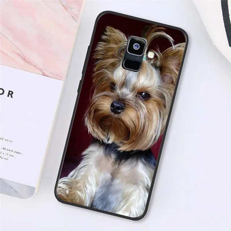 Yorkshire terrier dog