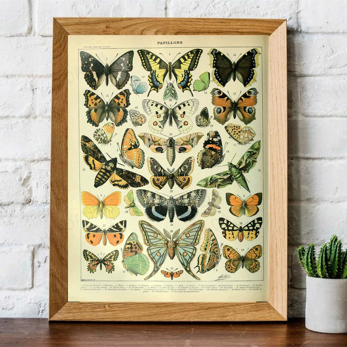 Vintage Butterfly Print