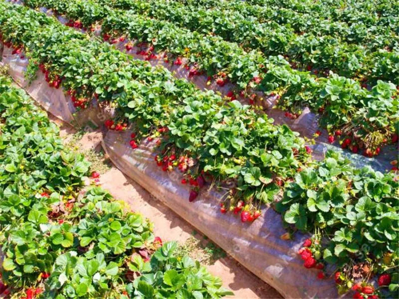 

300 pcs/ strawberry flores giant strawberry Organic fruit plantas vegetables Non-GMO bonsai pot for home garden