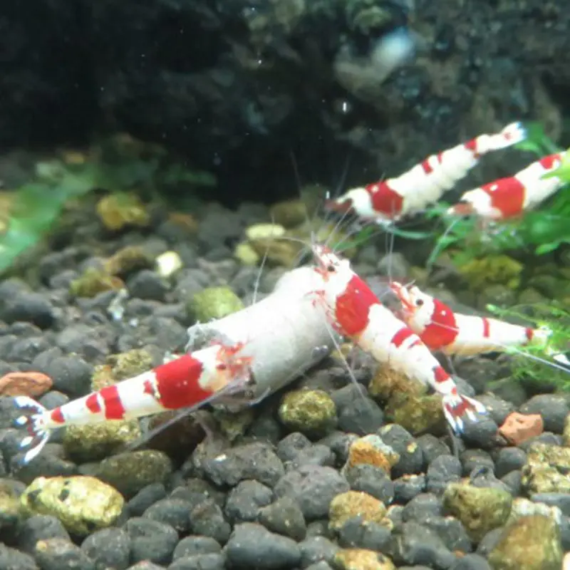 Аквариумные рыбки корма хрустальные креветки Кормление корма природные водоросли Рыбная еда