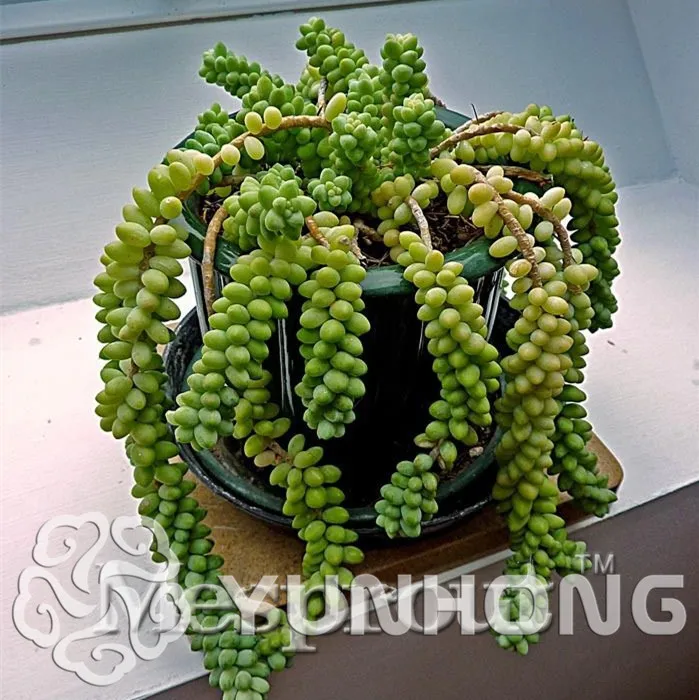 100 шт Sedum завод Немецкий импорт горшечных цветов sedum суккуленты излучения чудесный мясистый бонсай фиолетовый Богиня милости