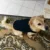 XS-3XL Blank Puppy Dog Shirt Summer Dog Clothes Soft Pure Cotton Doggy Vest Cat Bottoming T Shirts for Small Medium Large Dogs