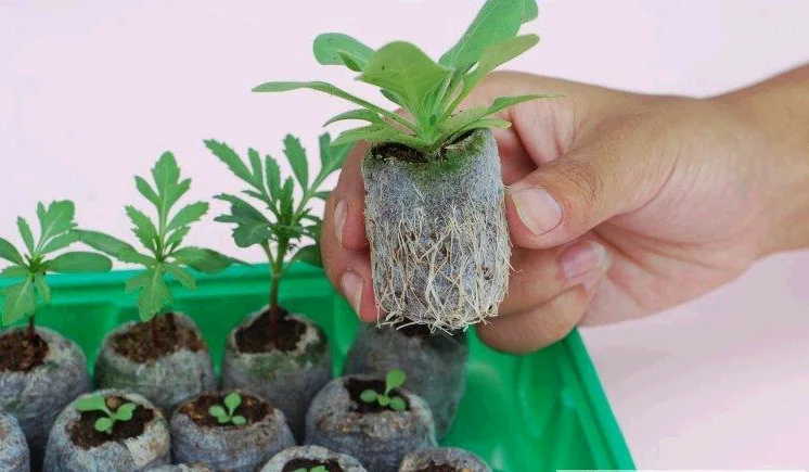 Norway Jiffy Seedling Block 38 Millimeter Currently Available