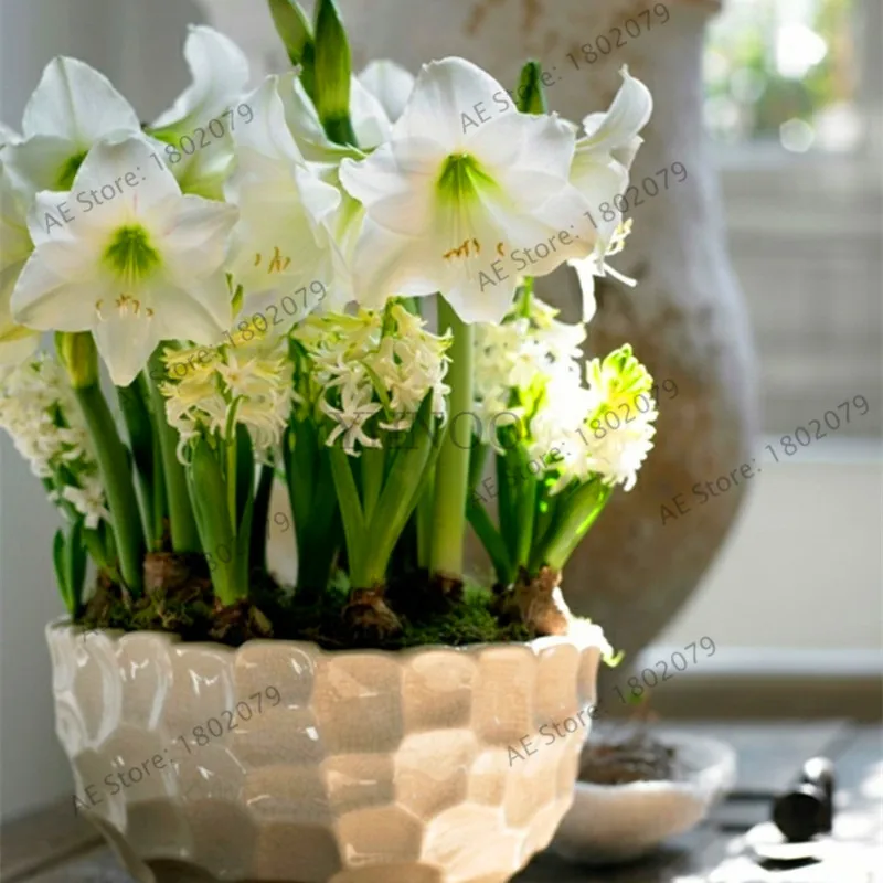 Красивая расцветка amaryllis цветок карликовые деревья, 100 шт./пакет, Hippeastrum rutilum, Высокая скорость прорастания - Цвет: 17