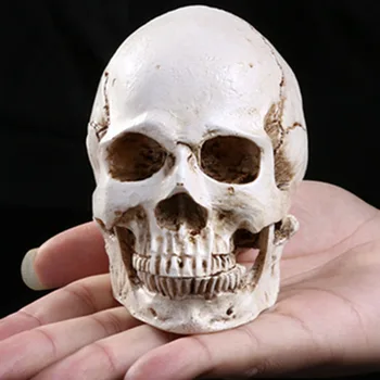 

Mini Skull Head Skull Ornament Decorative Sculpture Gift for Halloween Resin Simulation Skull