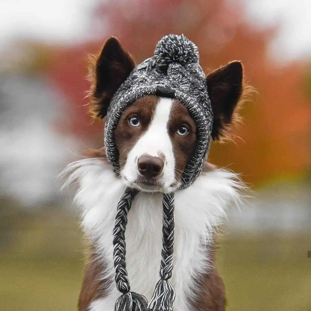 skully with brim Winter Warm Dog Hats Windproof Knitting French Bulldog Hat for Dogs Chihuahua Hat Fluffy Ball Puppy Accessories Pet Hat 2022 New skully hat men's