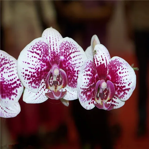 16 видов 100 Красочные Ирис Бонсай цветочных растений комнатные растения, цветы, реликвия Ирис Tectorum Phalaenopsis Орхидея для домашнего сада - Цвет: 10
