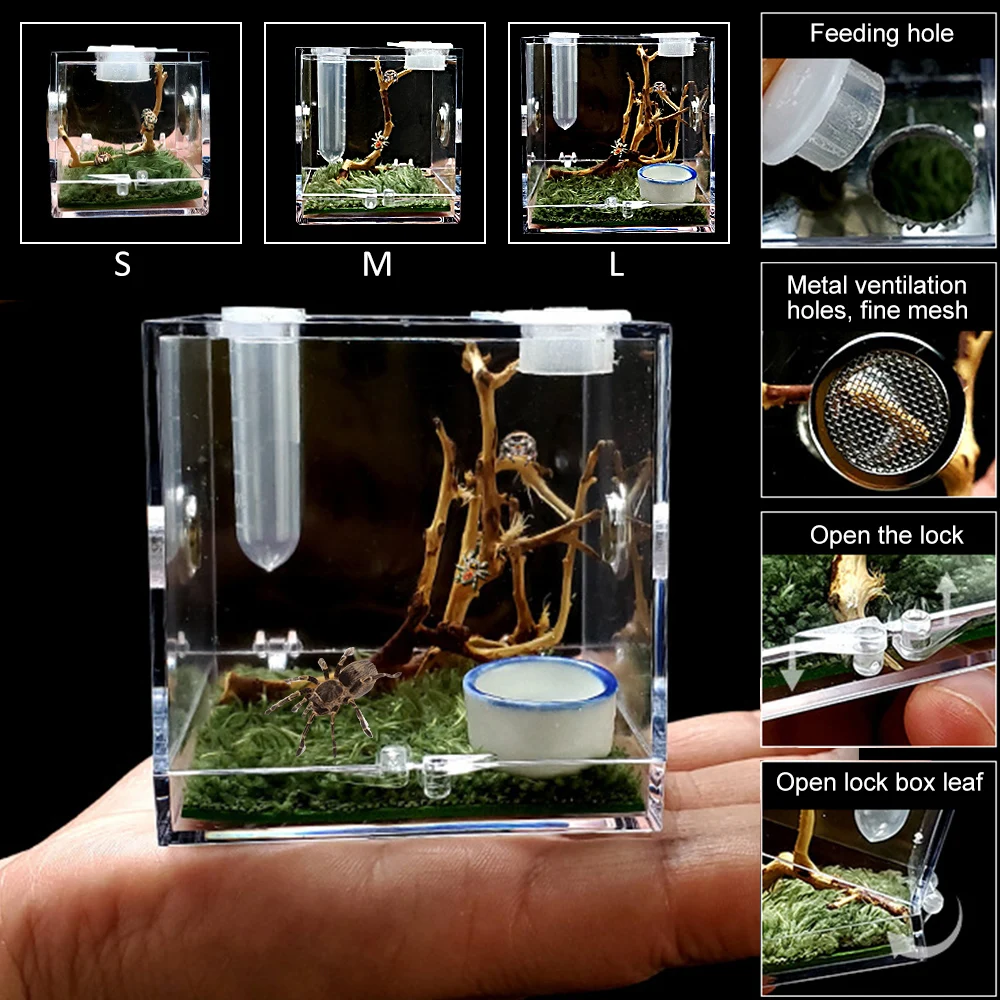 Matte Beweglich Richter czarna wdowa hodowla Bezeugen Wohnung