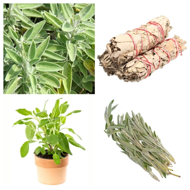 

100 pcs/Bag Wild Sage Bonsai Rare Natural Organic Non-GMO Perennial Herb Plant DIY Home Garden Salvia Officinalis Easy to Grow