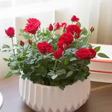 DIY домашний сад в горшках, СЕМЕНА красной розы, великолепные яркие цвета, балконные и Дворовые Цветочные растения 50 шт