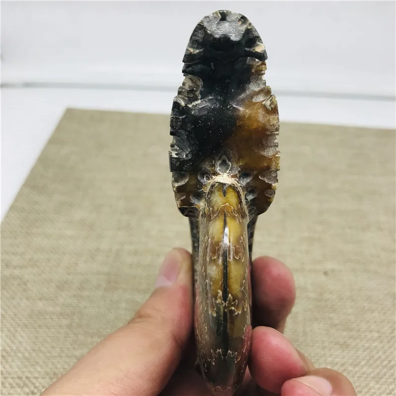 230 г Все настоящий аммонит fossil conch crystal с лечебным действием образцы | Дом и сад
