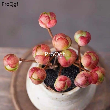 

Ngryise 1Pcs A Set olive rose succulent