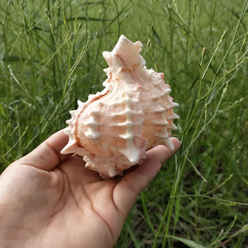 1 шт. натуральный морской Seashell Розовый раковины орнамент Пляж Свадьба оболочка Ремесло Декор морская волна звук Creatives Conch подарки для детей