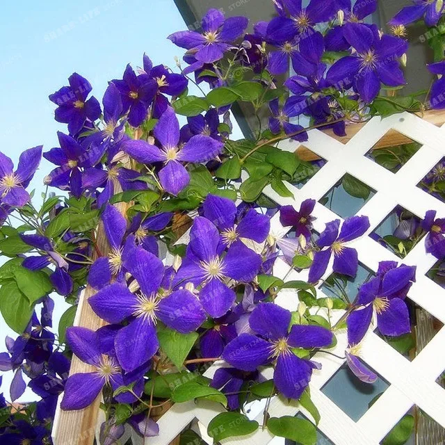 Красивые луковицы Clematis, редкие луковицы для альпинизма, цветочные луковицы, луковицы Clematis, для самостоятельного выращивания дома, сада, растений, деревьев, легко растут, 2 буля
