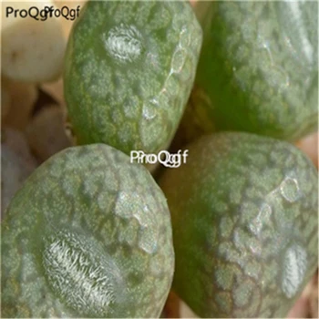 

Ngryise 100pcs a set Conophytum minusculum
