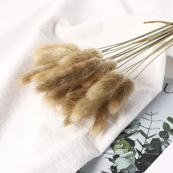 

Natural Dried Flower Rabbit Tail Grass Foxtail Dog Tail Grass Branch DIY Flowers Wedding Decoration for Home Party Office
