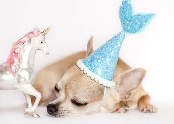 

Pet Grooming Accessories Pet Dog Sequin Solid Color Small Bow Rubber Band Hair Ring Crown Hair Accessories WashableBow