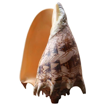 

1PC Conch Shell 7-8cm Large Natural Shell Conch Craft Ornaments Photo Props Wedding Fish Tank Home Decoration Ornaments