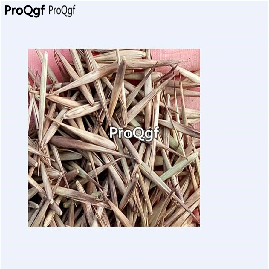 Ngryise 2000Pcs A Set Chimonobambusa quadrangularis