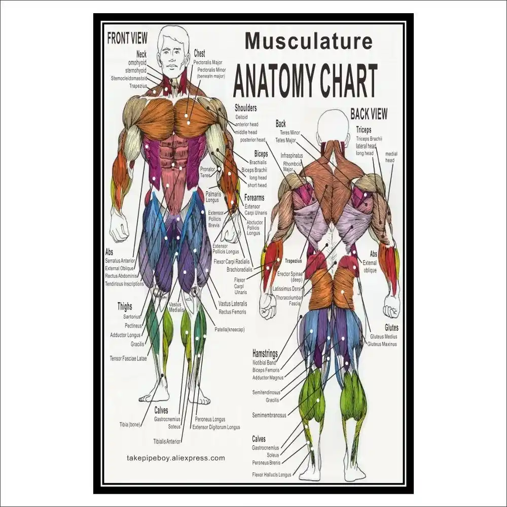 Quanti Muscoli Ci Sono Nel Corpo Umano