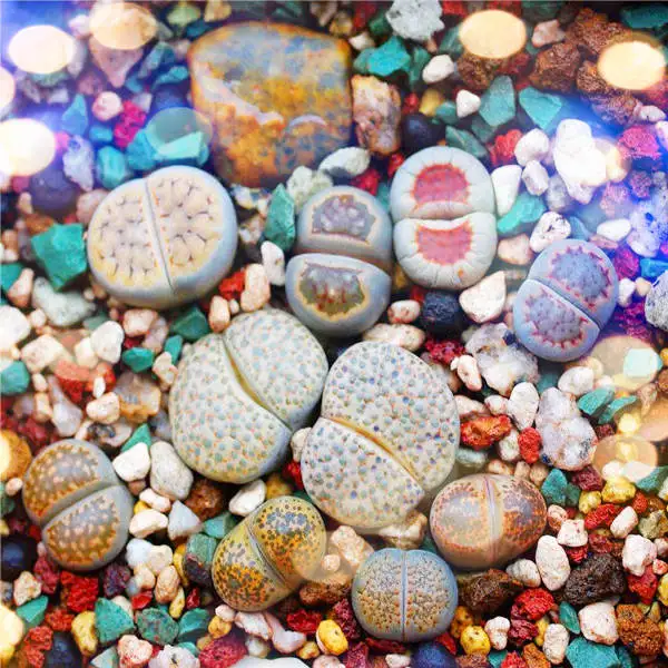

100pcs Mix Lithops bonsai Living Stones Flower Succulent Cactus Organic Plant Home Garden