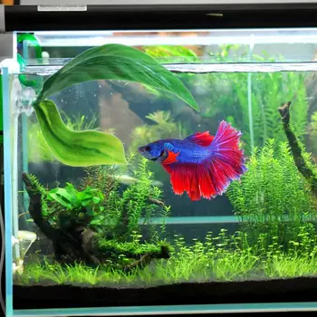 

Betta Plant Leaf Hammock Tropical Fish Leaf Pad Rest Bed Fish Tank Aquarium Spawning Foldable Double Layer Ornamental Leaf