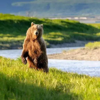 

NATO Emergency Sabre Mace Tool For VIP