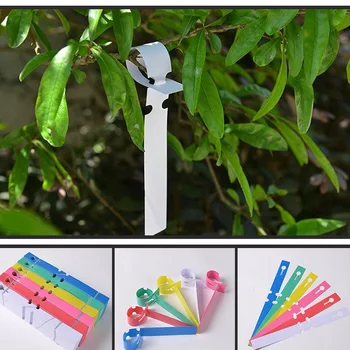 

Classification Tool Plant Tags Garden Nursery Label Hanging Tree Markers Seedling Plant Fruit Trees Signs Prompt Card