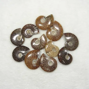 

Ammonoids, Ammonoids and Molluscs" From Natural Speckled Colored Snails