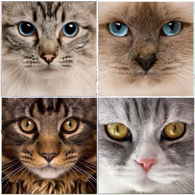 

5D DIY Diamond Painting Cat Head Embroidery Full Round Display Picture Of Rhinestones Diamond Mosaic Art Cross stitch Animals