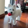 CAITEC Dog Toy Amazing Squeaker Ball Durable Floatable Springy Bite Resistant Best for Tossing Chasing Foraging Medium Large Dog 5