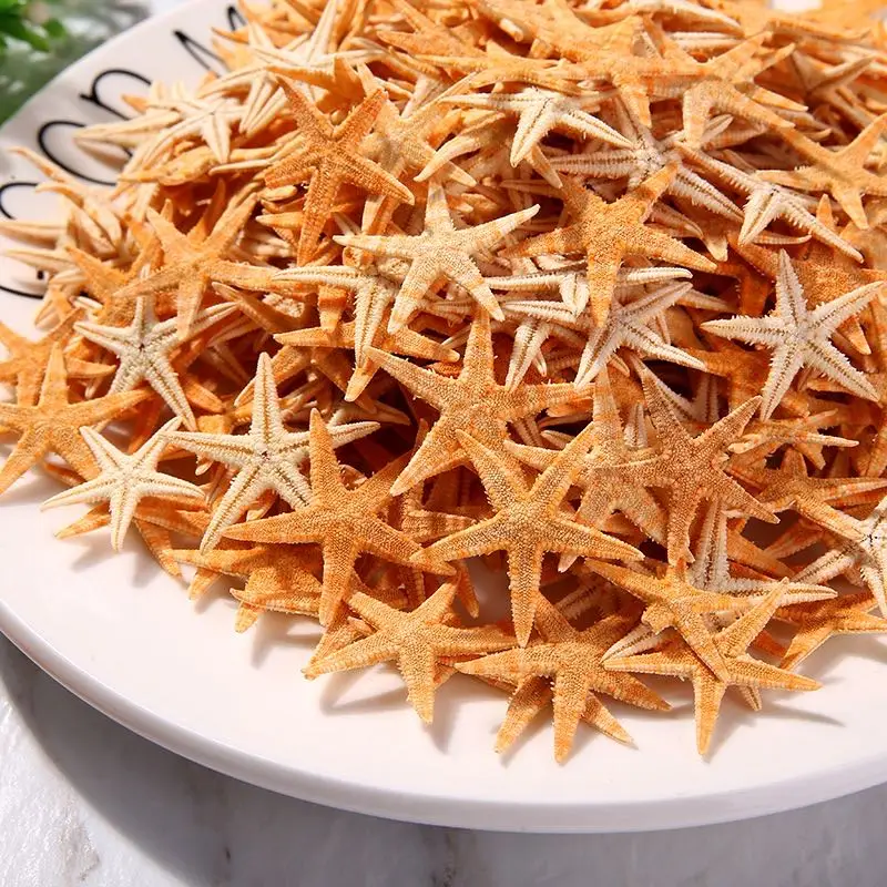 Natural Shell Ornaments Resin Starfish Ornaments Mini Real Starfish Craft Decoration Natural Sea Stars DIY Beach Cottage Wedding Decor sea shells party sea conch