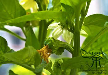 

Red Bell Pepper Capsicum Annuum Sweet Pepper Hong-Tian-Jiao