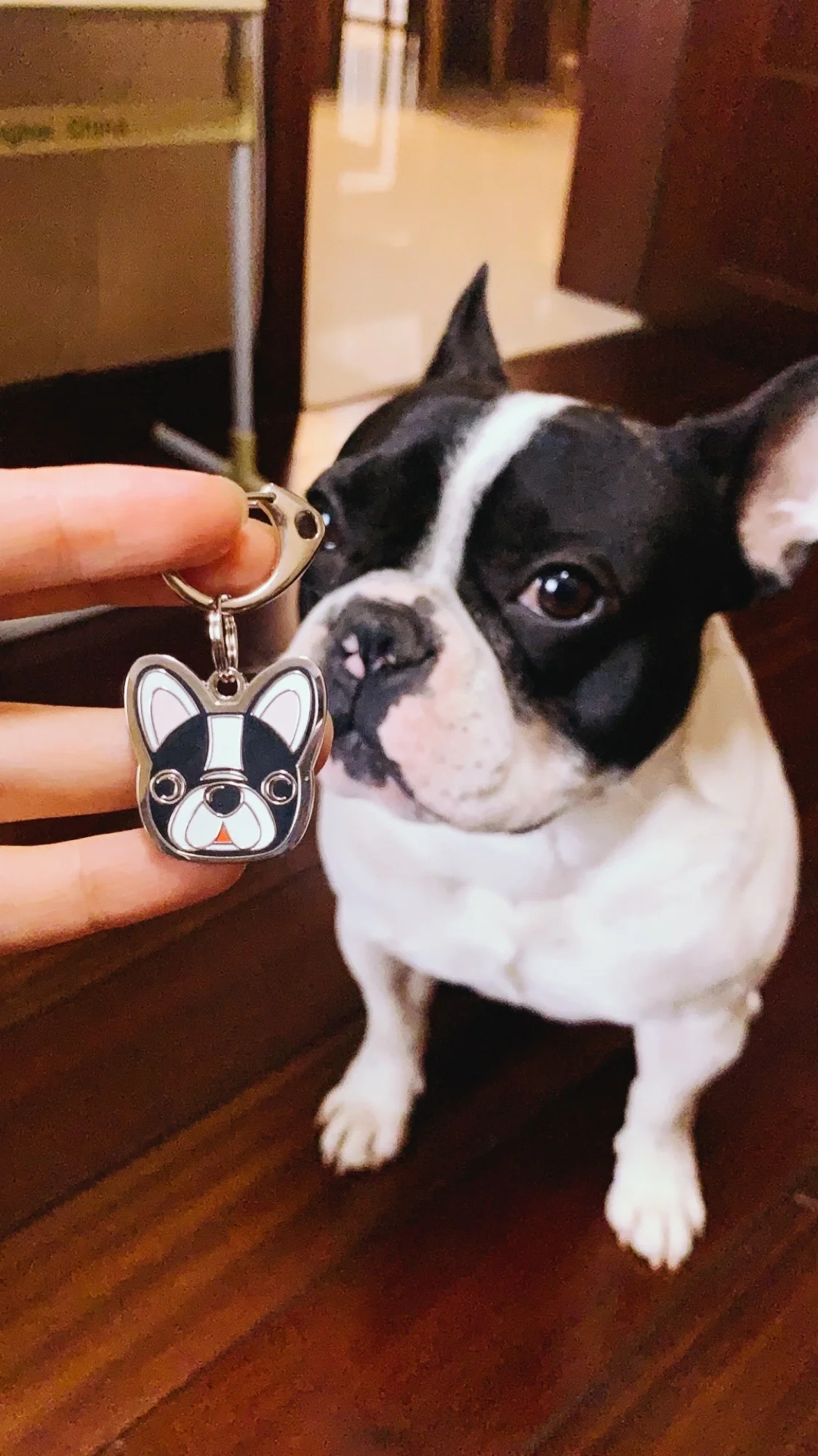 Dog Tags de metal personalizadas para cães,