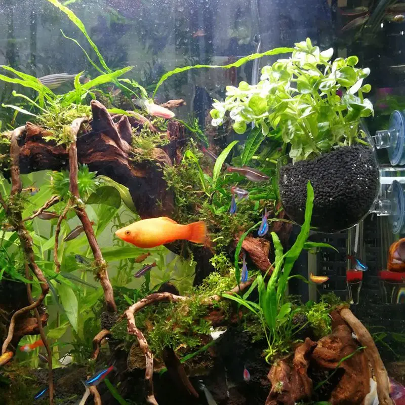 2X стеклянная водная чашка для растений горшок 4X присоски аквариум Aquascape