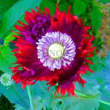 BELLFARM 100 шт, Калифорнийский Маковый многолетний цветок бонсай, шелковистые креп-бумажные лепестки, новые красные, фиолетовые, синие цветы, бонсай