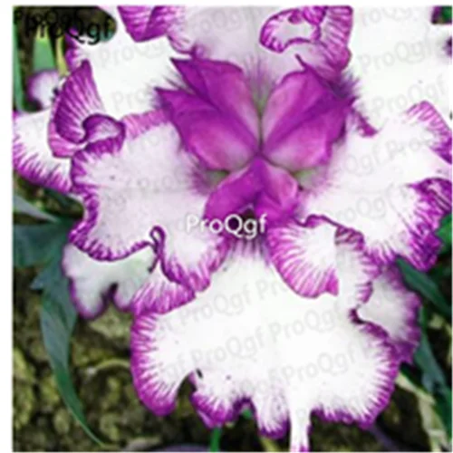2 Ngryise набор из 3 предметов Neomarica gracilis прогулочный корень - Цвет: 2