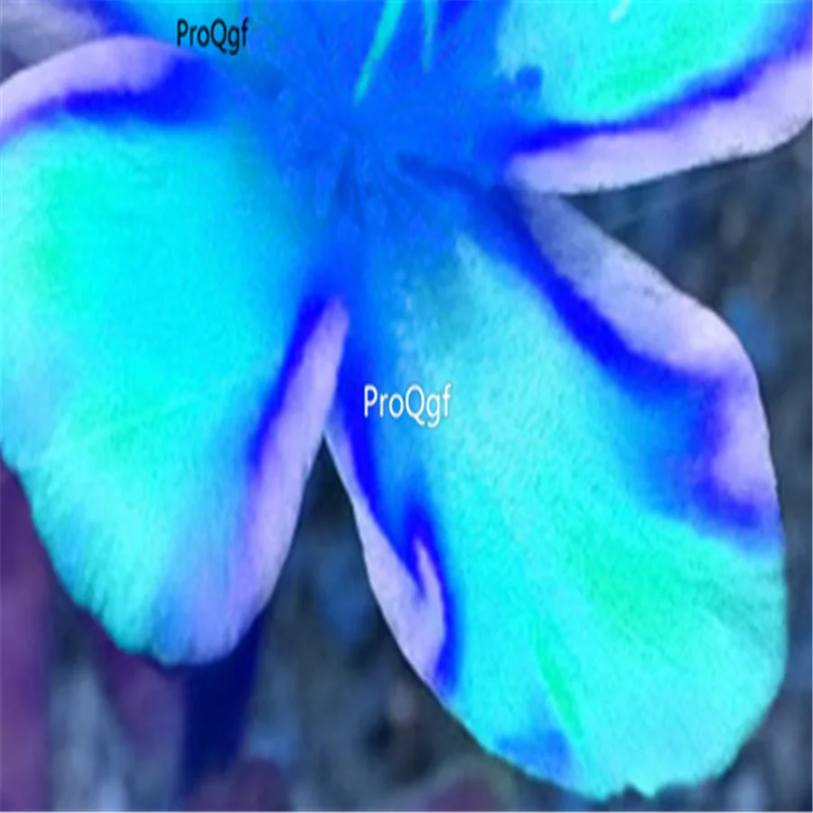 Ngryise 8000 шт набор Portulaca grandiflora
