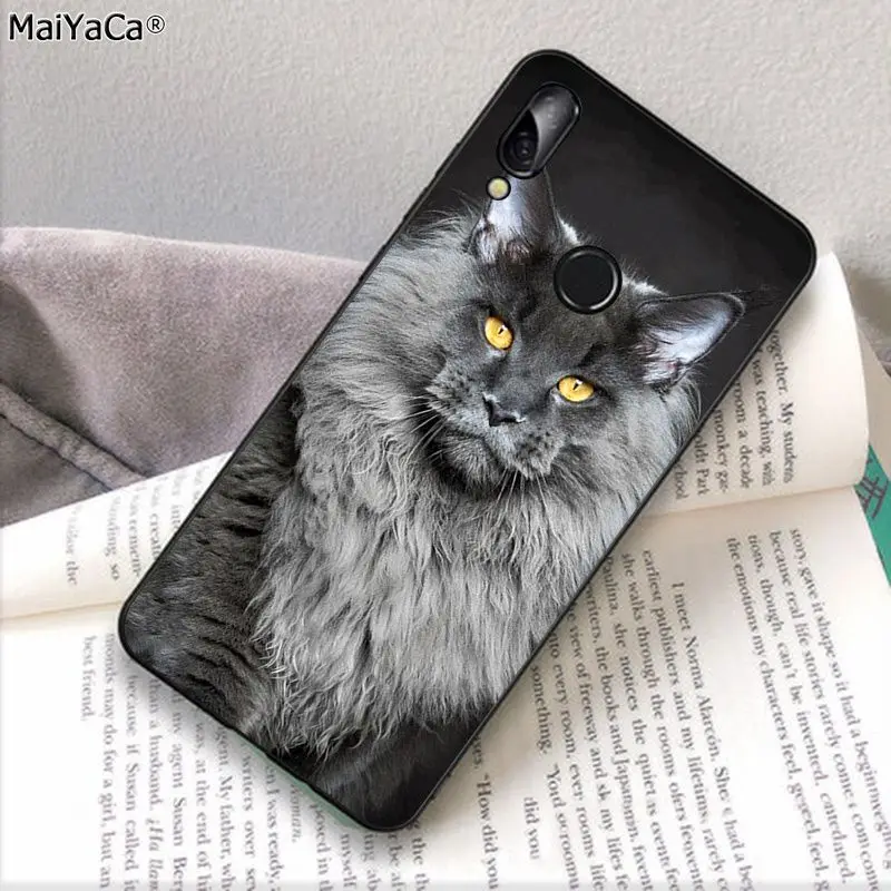 pet maine coon cat