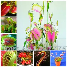 Dionaea растения Muscipula Гигантский зажим Венера ловушка для мух бонсай плантас 300 шт инсективорные Семена Садовый цветок