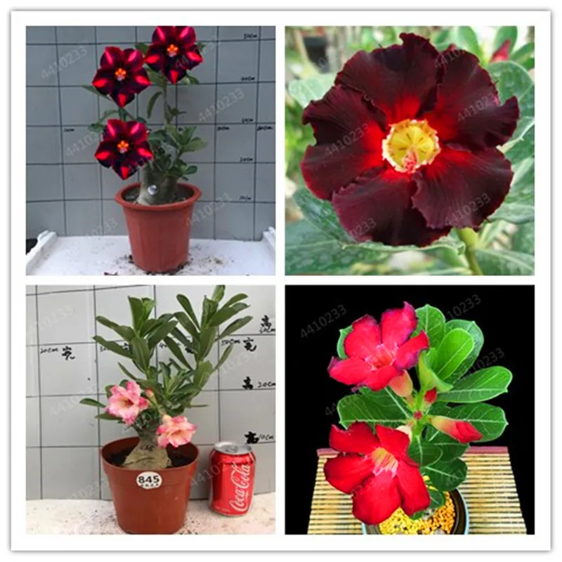 

Big Sale! 100pcs/Bag Adenium Obesum Desert Rose Flower Bonsai Plant For Home Garden World Rare Beautiful Flowers