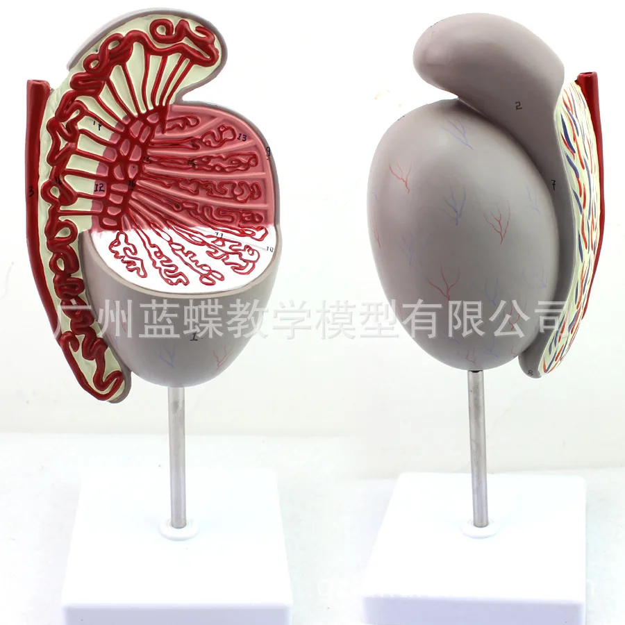

3 Times Male Human Reproductive System Anatomy Testicular Amplification Model Medical Teaching Model