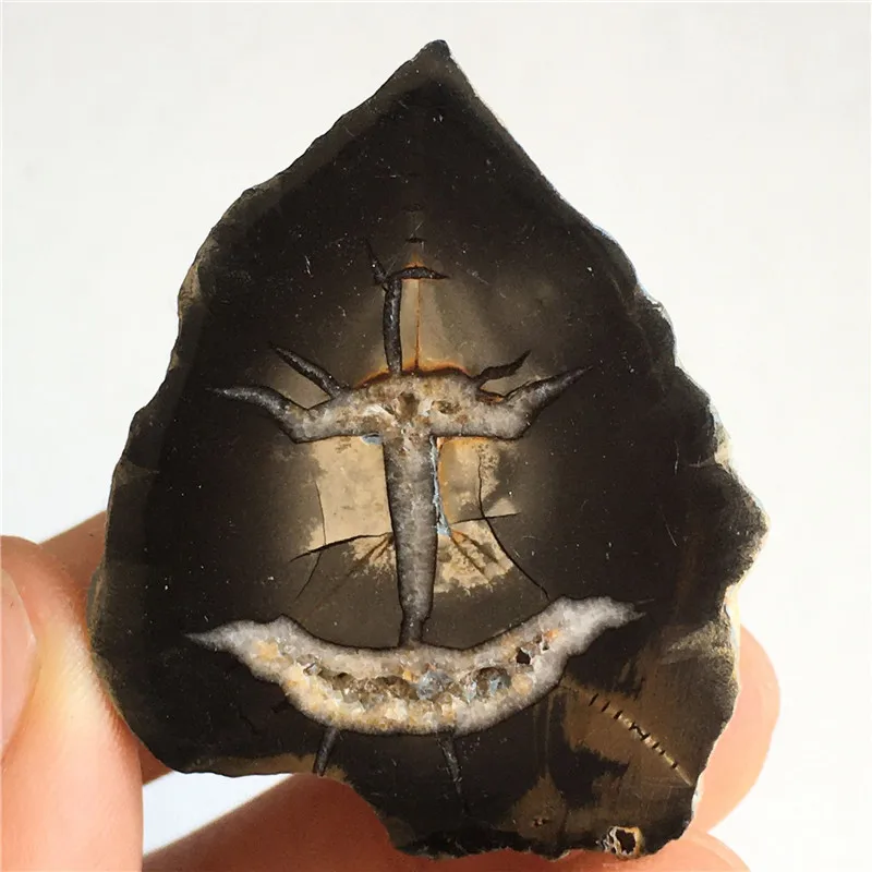 

Natural crystal fossil tetraphyllid fossil specimen Healing collection of scientific research and teaching