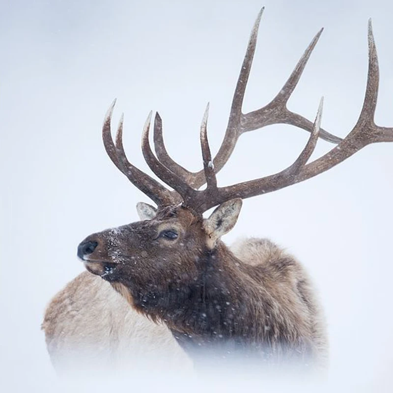 

Full Square Round Diamond 5D DIY Diamond Painting Snow Elk Deer Diamond Embroidery Cross Stitch Rhinestone Mosaic Home Decor
