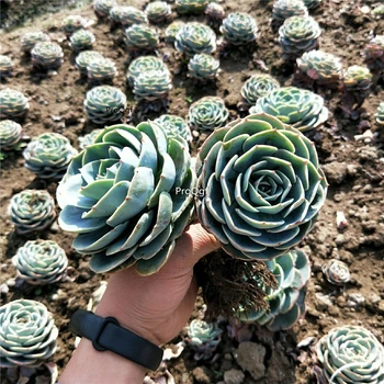 

Ngryise 2pcs a set Echeveria secunda