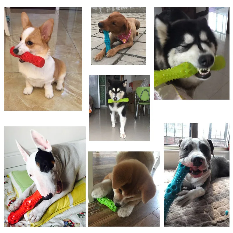 CAITEC zabawki dla psów piszczący kij pływający sprężysty nadaje się do podrzucania i gonienia bardzo miękka zabawka dla zwierząt 2 dostępne rozmiary 2 CAITEC zabawki dla psów piszczący kij pływający sprężysty nadaje się do podrzucania i gonienia bardzo miękka zabawka dla zwierząt 2 dostępne rozmiary 2