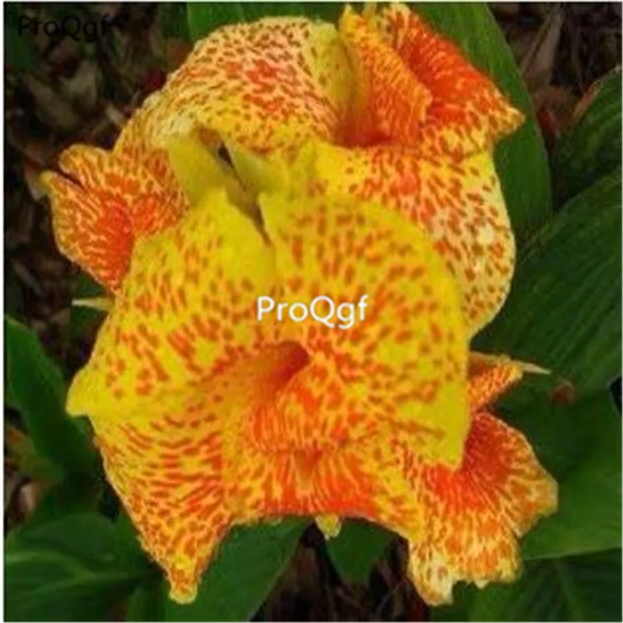 ProQgf 10 шт набор Canna Indica Цветочная лампа