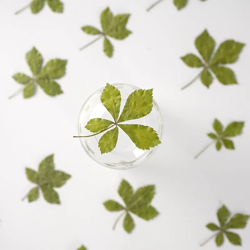 

120pcs Pressed Dried Flower Acanthopanax senticosus Leaf Herbarium For Nail Art Jewelry Bookmark Phone Case Invitation Card DIY