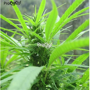 

Ngryise 1000Pcs A Set Herb Hempp