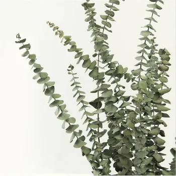 

Free Shipping 5 stems dried real eucalyptus bouquet 55cm Tall natural no preservatives no perfume